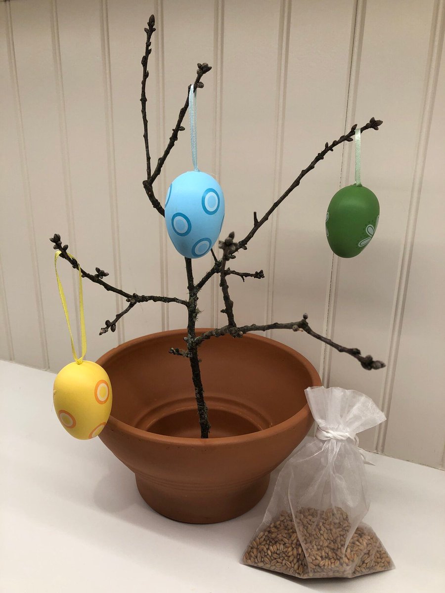 Waldorf_CapeCod's tweet photo. Wheatgrass Garden Kit available in our school store! Get started now so it's ready for Easter. — Waldorf School of Cape cod https://t.co/wJzI8kO4Ta https://t.co/Ge8aTe1MK3