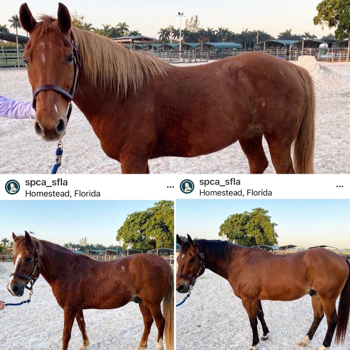 EQUUSFoundation's tweet photo. Recognize these 3 lost horses found running loose today in the Miami Dade area? Our Guardian charity @HelpTheHorses not only rescues &amp; rehomes at risk horses, they help local authorities safely house lost horses/animals until owners can be found. It takes a team to help horses! https://t.co/w7tumjXN5h