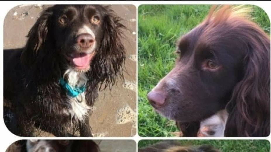 AlanDaffern's tweet photo. #FindReggie
chocolate/brown/white #CockerSpaniel cross
#Lost: 05/03/2020
Area: #SturtonLeSteeple #Retford #Notts #DN22
Do you know where Reggie might be !
Has anyone offered to sell you a dog like Reggie !
Contact: 07557-734-169
https://t.co/DwbPi2nahj - #lostdog https://t.co/9QQaiHL14B