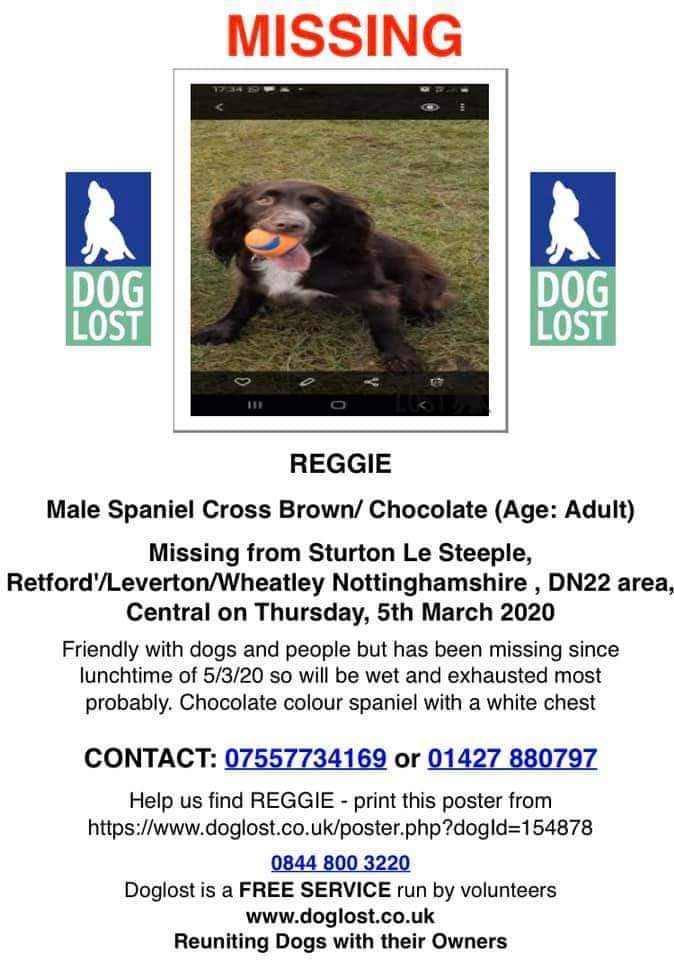 AlanDaffern's tweet photo. #FindReggie
chocolate/brown/white #CockerSpaniel cross
#Lost: 05/03/2020
Area: #SturtonLeSteeple #Retford #Notts #DN22
Do you know where Reggie might be !
Has anyone offered to sell you a dog like Reggie !
Contact: 07557-734-169
https://t.co/DwbPi2nahj - #lostdog https://t.co/9QQaiHL14B