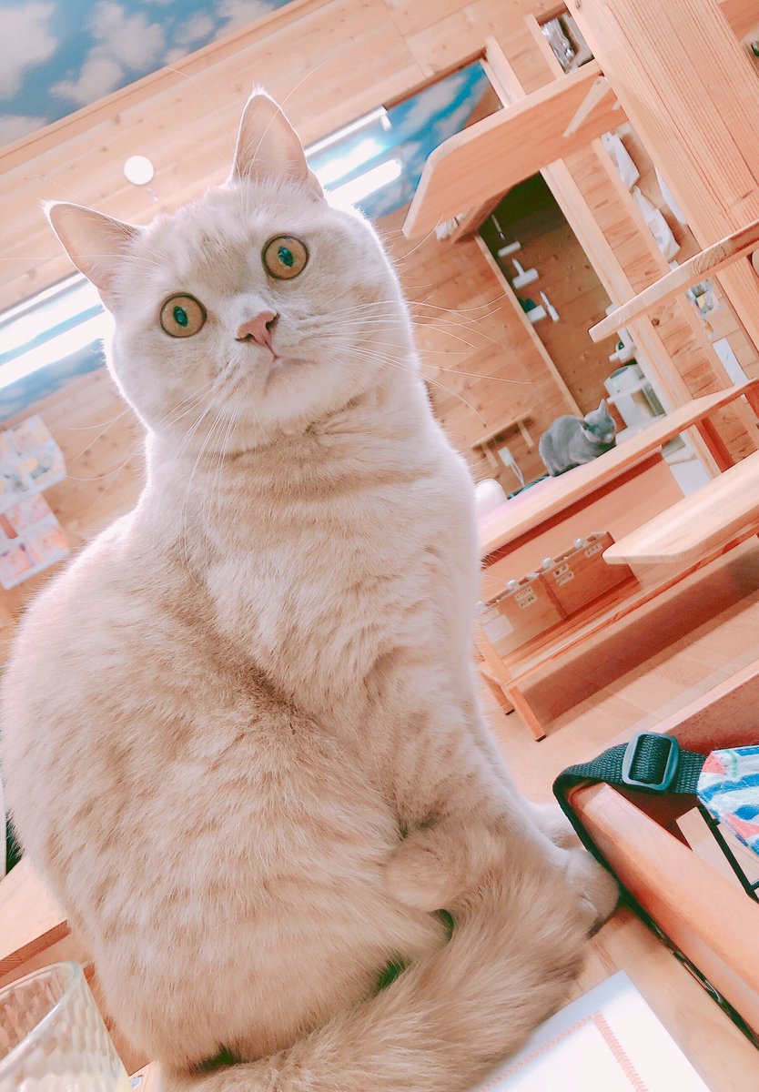 猫カフェちぐら Posts Matches Places Events And More Enjoy Edayfm 猫カフェちぐら Posts Matches Places Events And More Enjoy Edayfm