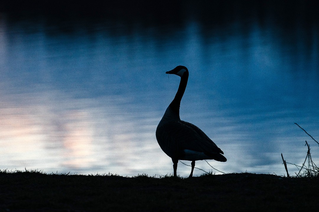 A #silhouetted #CanadaGoose stands on the shore of the quarry #pond near #Breitenguessbach in #Bavaria as the day draws to a close. #dusk #silhouette #bird #naturephotography 📷:Nicolas Armer avalon.red/597459653