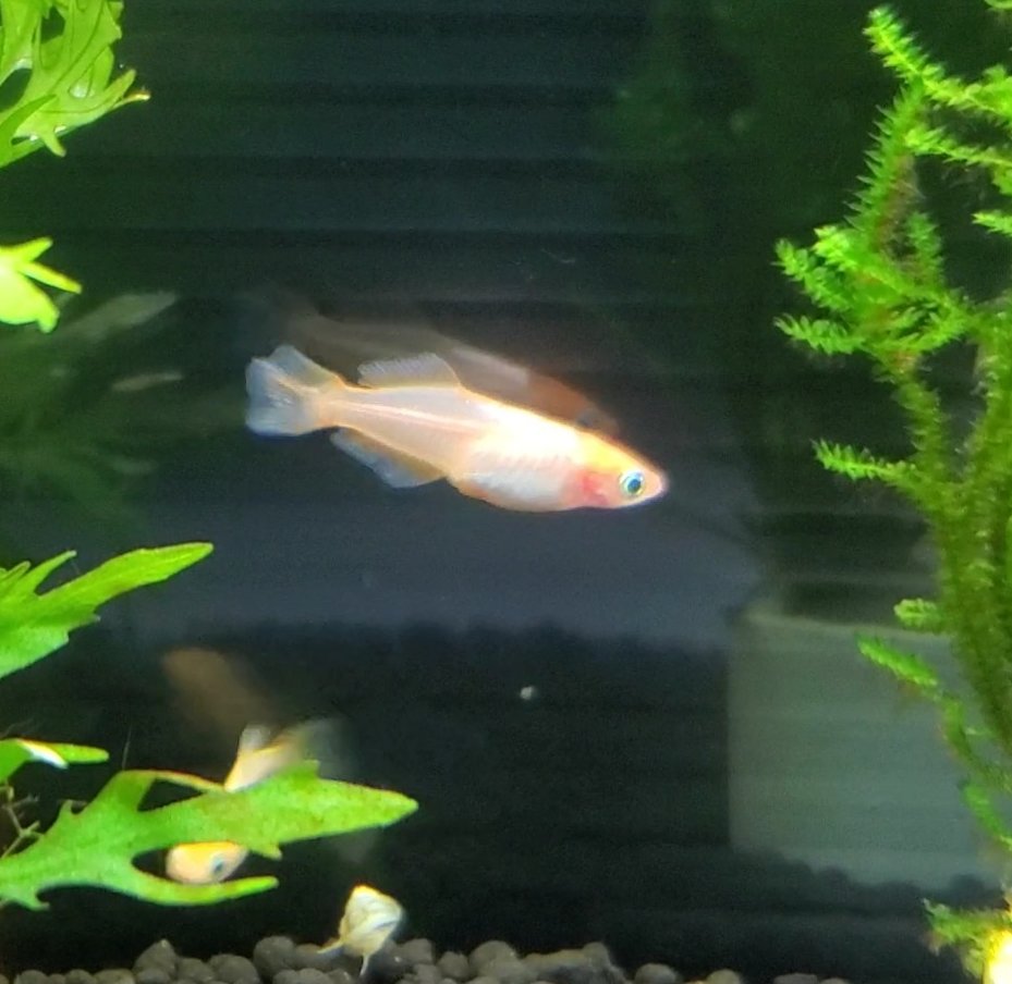 ヒロセペット谷津本店 一日一種 谷津店メダカ紹介 今日は 東天光 とうてんこう ヒカリ系メダカで オレンジ色の体色のもの 尾びれに特徴があり ひし形 になってます 写真加工してません ヒロセペット メダカ 東天光 ヒカリ