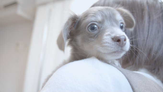 小豆さん と Youtube のやりとり 1 Whotwi グラフィカルtwitter分析