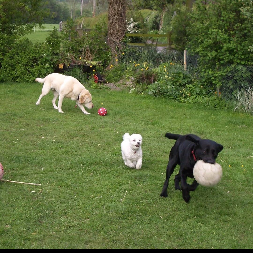 BarkingMadAnne's tweet photo. Happy Monday! Hope you have fun whatever you're up to.
❤️❤️❤️
#mondaymotivation #fun #threedogs https://t.co/JnEtbnOGx3