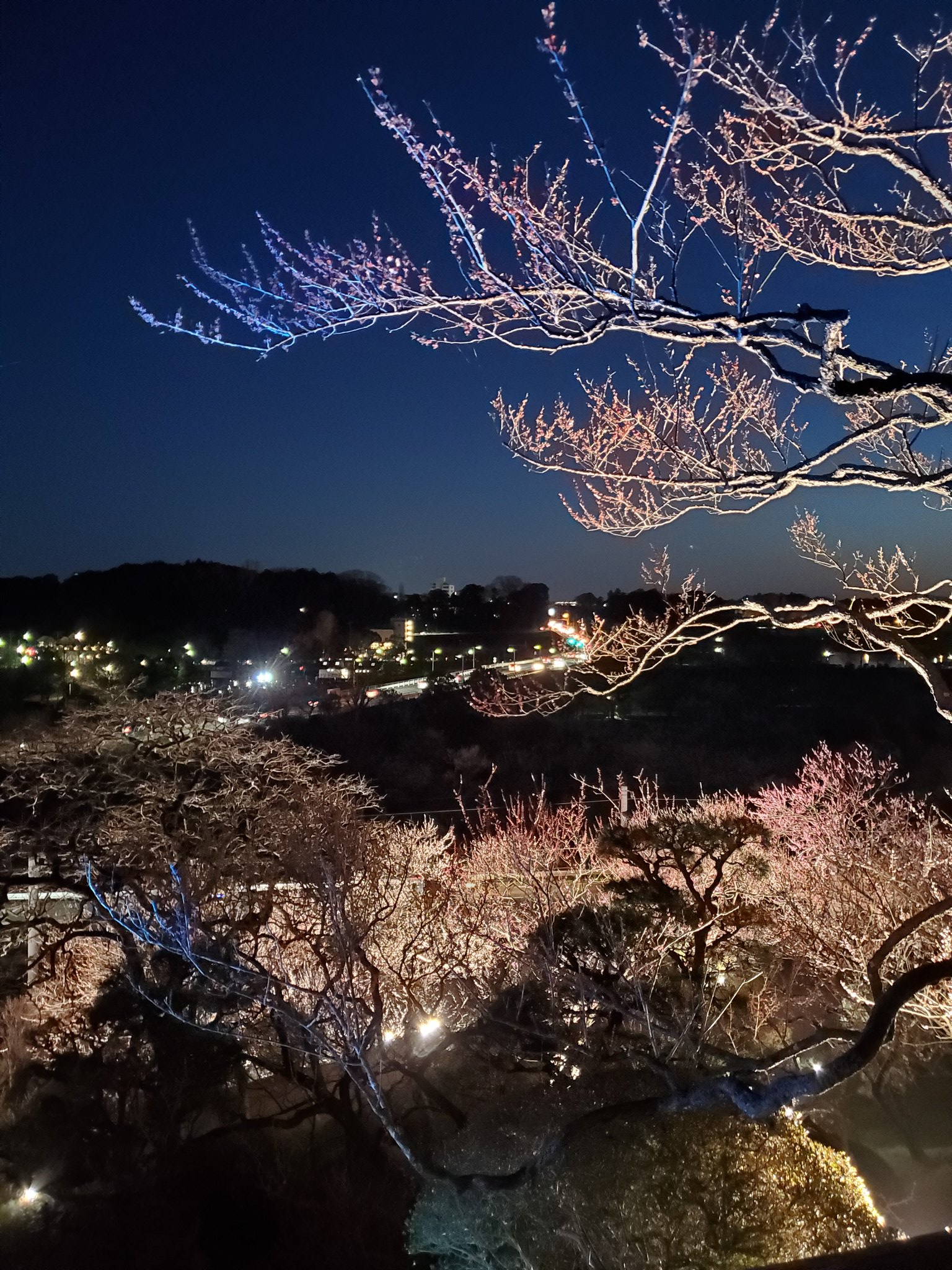 Eriko 水戸の梅まつり チームラボ偕楽園 光の祭り へ行って来ました 幻想的で綺麗でした が 人 人 人 で凄かったです T Co Ob7y84o3i7 Twitter