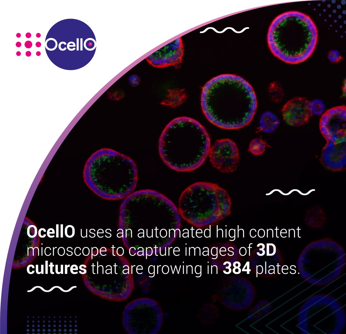 OcellO_3D's tweet photo. OcellO created a fully scalable platform for automated handling of organoids and compounds, 3D imaging, and 3D image analysis. The result is a unique screening platform for efficient testing of new drugs and drug combinations in state-of-the-art biological models. https://t.co/iRTROVYCAi