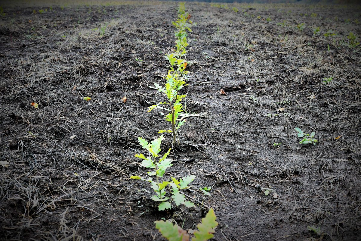 RNP_Romsilva's tweet photo. ℹ️ 🇷🇴  #Romsilva marchează debutul Lunii Plantării Arborilor prin acțiuni de #împădurire la nivelul direcțiilor #silvice
ℹ️ 🇬🇧 Beginning of the month of planting #trees in #Romania 

🔘 🖱 link comunicat:

https://t.co/7QeiRDPyjj https://t.co/5MssO7EaZA
