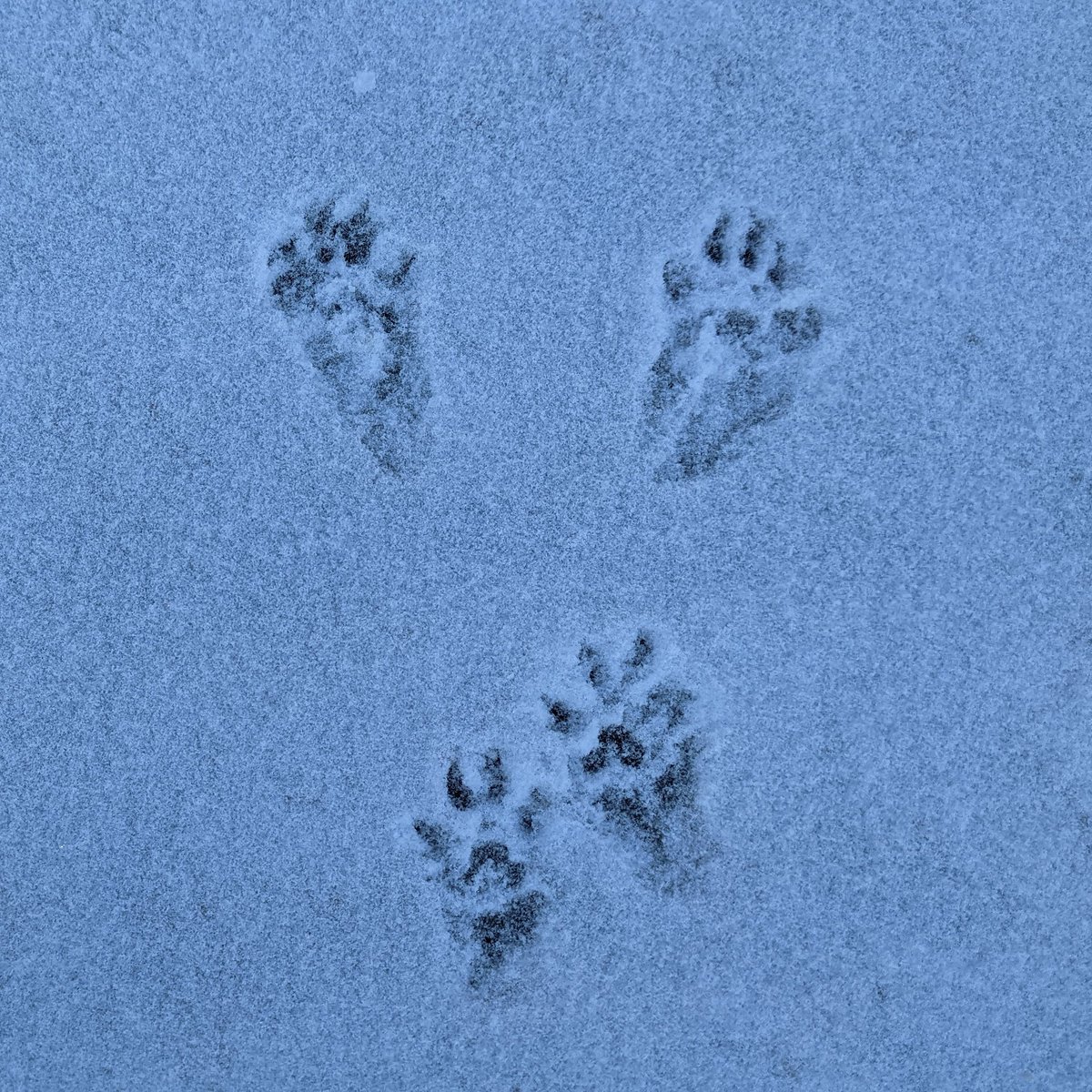 troydcarson's tweet image. 053