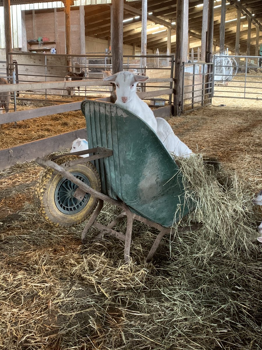 Sheepsmilkscot's tweet photo. Hey farm boy how do you make this thing go @ErringtonCheese 🐐🤷‍♂️ https://t.co/MkAJ2QNCCi
