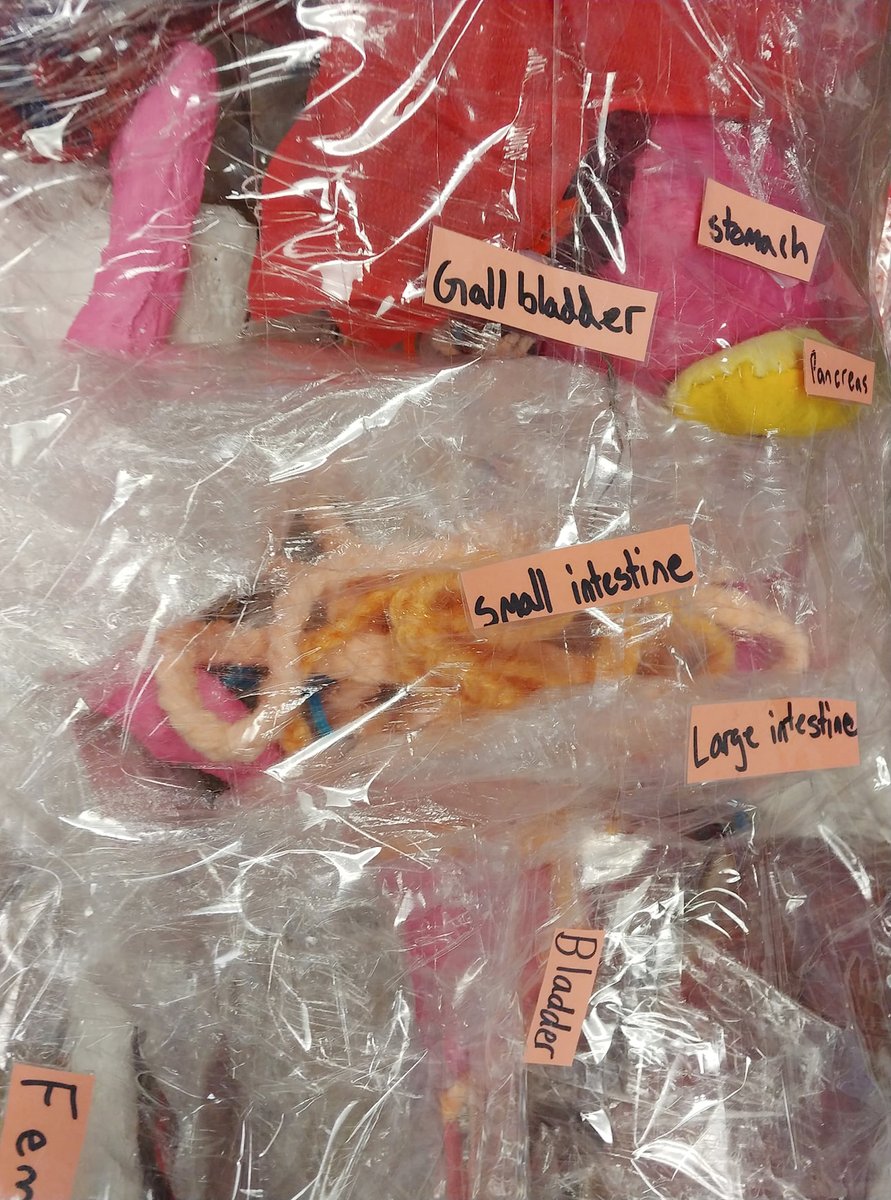7th-grade students on the Mansfield + Nova teams recently finished a project that focused on the human body! The exhibits are placed in the hallways of the school for all of the students to see! #EWSD