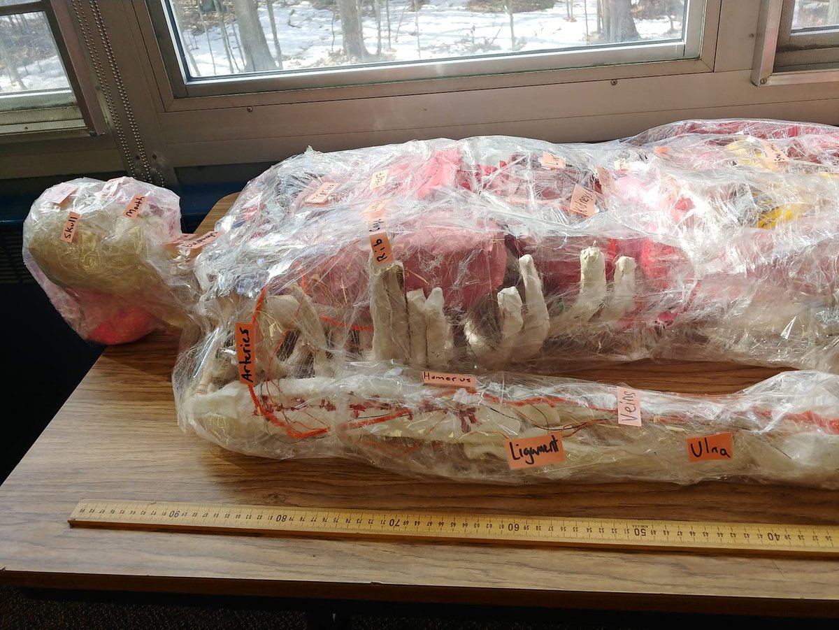 EssexWestford's tweet photo. 7th-grade students on the Mansfield + Nova teams recently finished a project that focused on the human body! The exhibits are placed in the hallways of the school for all of the students to see! #EWSD https://t.co/q2RipTIGrx