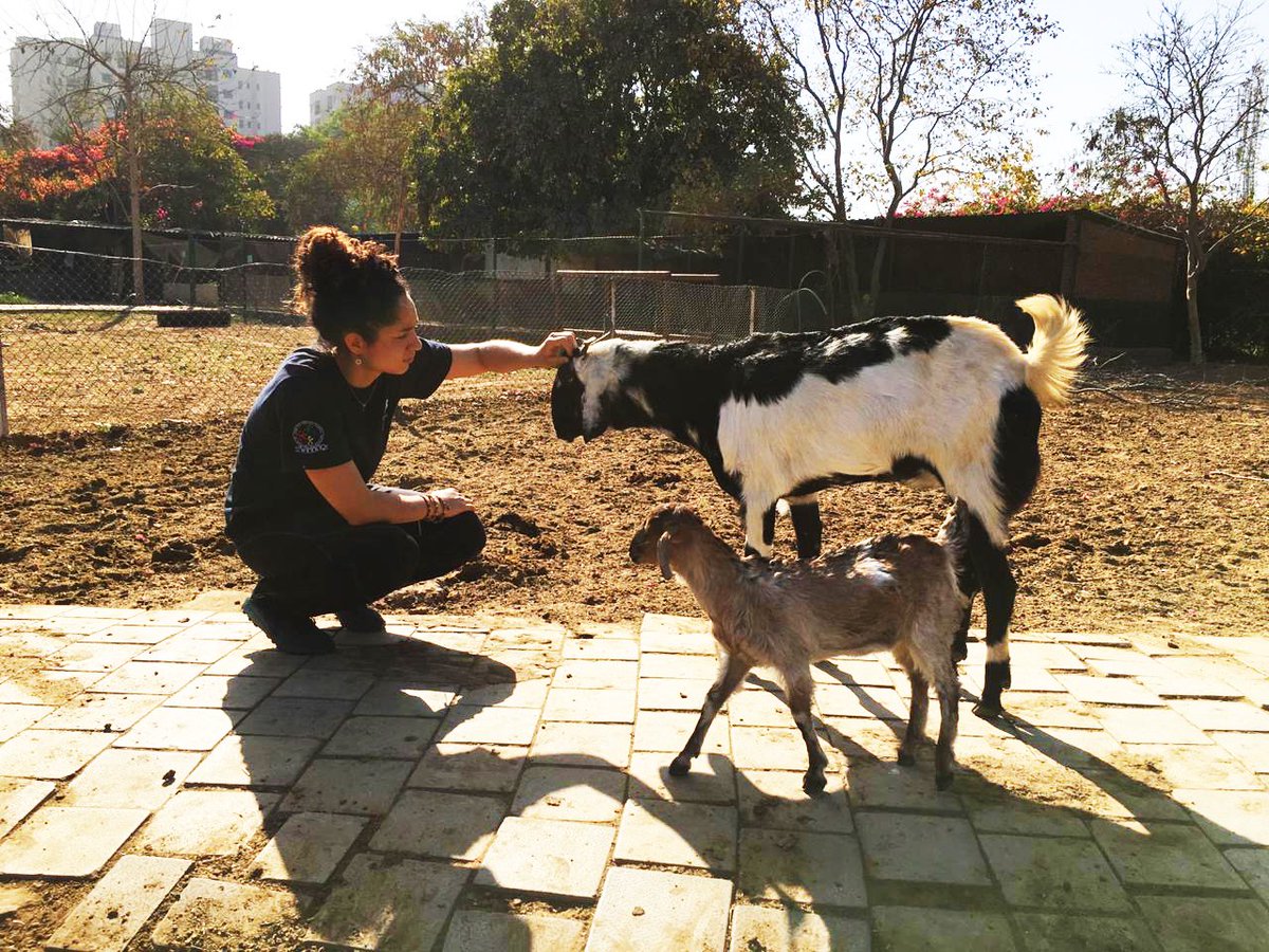karmachalets's tweet photo. Visit our animal farm at karma lakelands for a fun filled day! 

#animallovers #AnimalFarm https://t.co/8eghrr6qo5