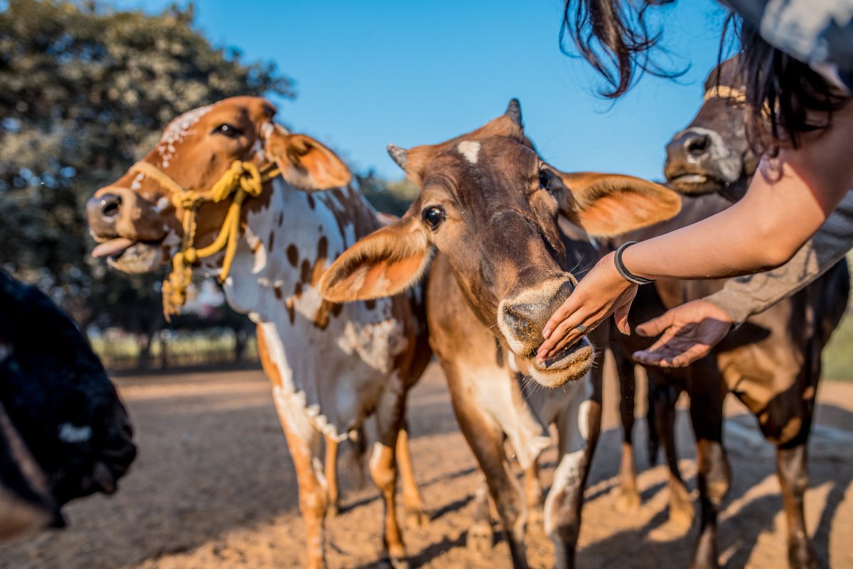 karmachalets's tweet photo. Visit our animal farm at karma lakelands for a fun filled day! 

#animallovers #AnimalFarm https://t.co/8eghrr6qo5