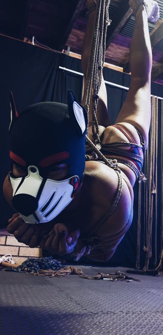 This suspended pup... interesting compromising position to be in ?? #bdsm #fetish #kink #pupplay #puppyplay