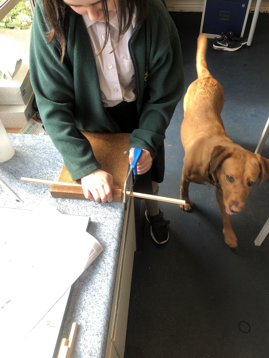Bracken getting straight back into school. She has been busy overseeing Blackbird's DT skills #schooldog