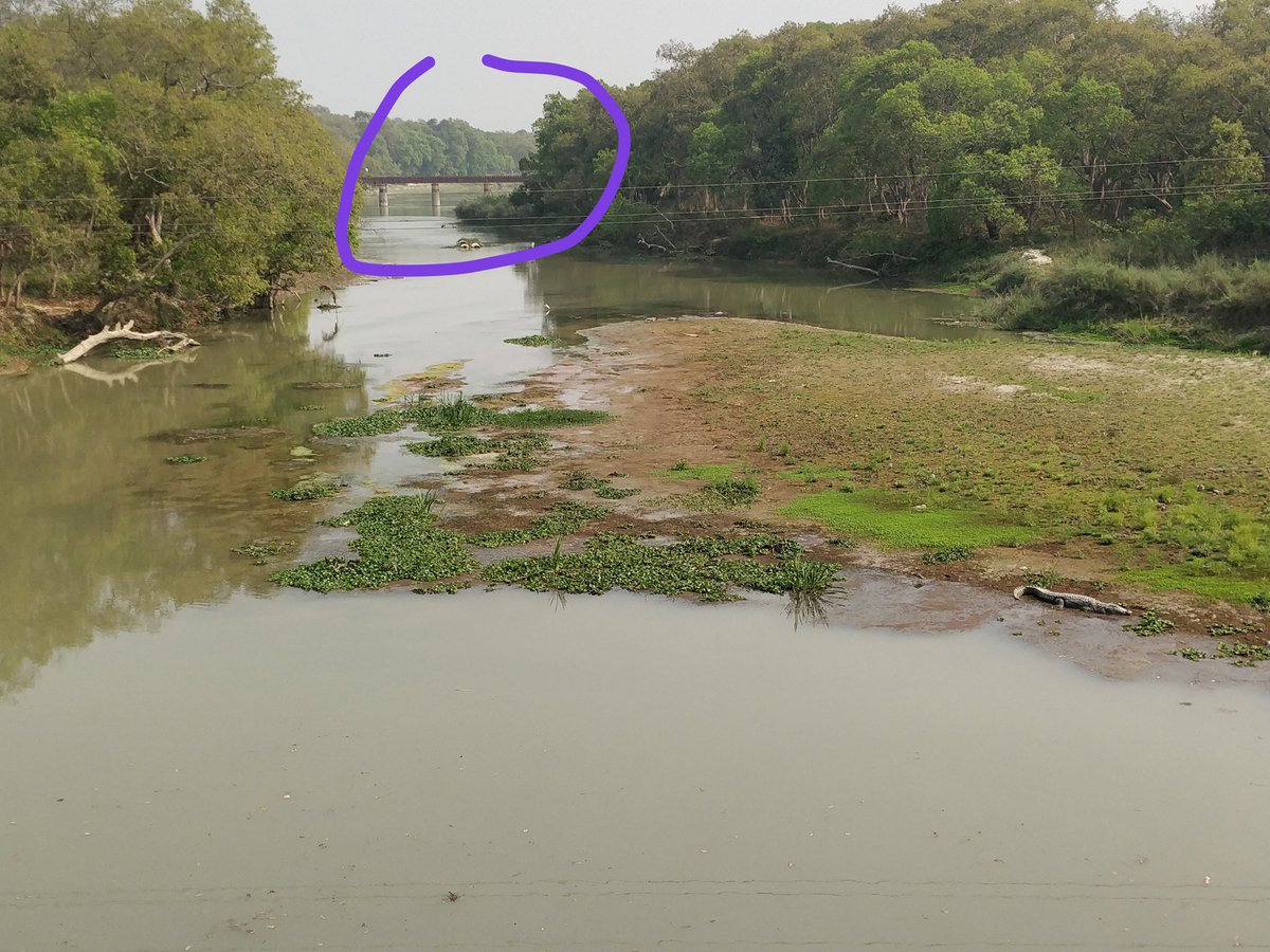 rahmanology's tweet photo. Trains have restarted in #Bahraich - #Mailani Meter Gauge section.
During inspection found this beautiful Railway bridge between #Dudhwa and Palia station, inside the National park.
Can you find something more interesting in the pic?
#IRTS
@IRTSassociation
#IRTSMovingIndia https://t.co/BIa25guZHs