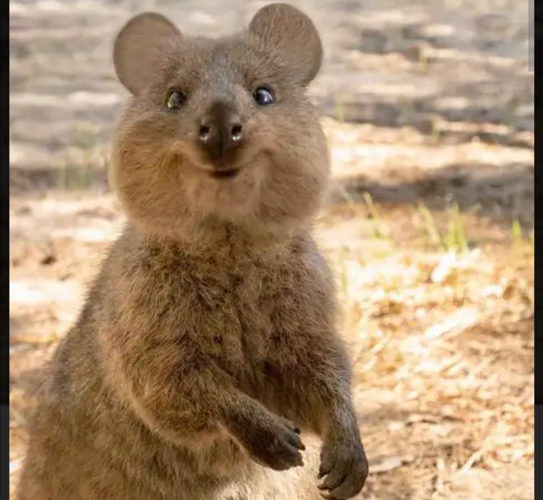 pauldunphy's tweet photo. Often described as the worlds happiest animals. These small rotund Quokkas (also called short tailed Wallaby) are native to Australia and may bring some cheer to your timelines.#mondaythoughts #MondayMotivation ❤️ https://t.co/DYoV5wBg6w