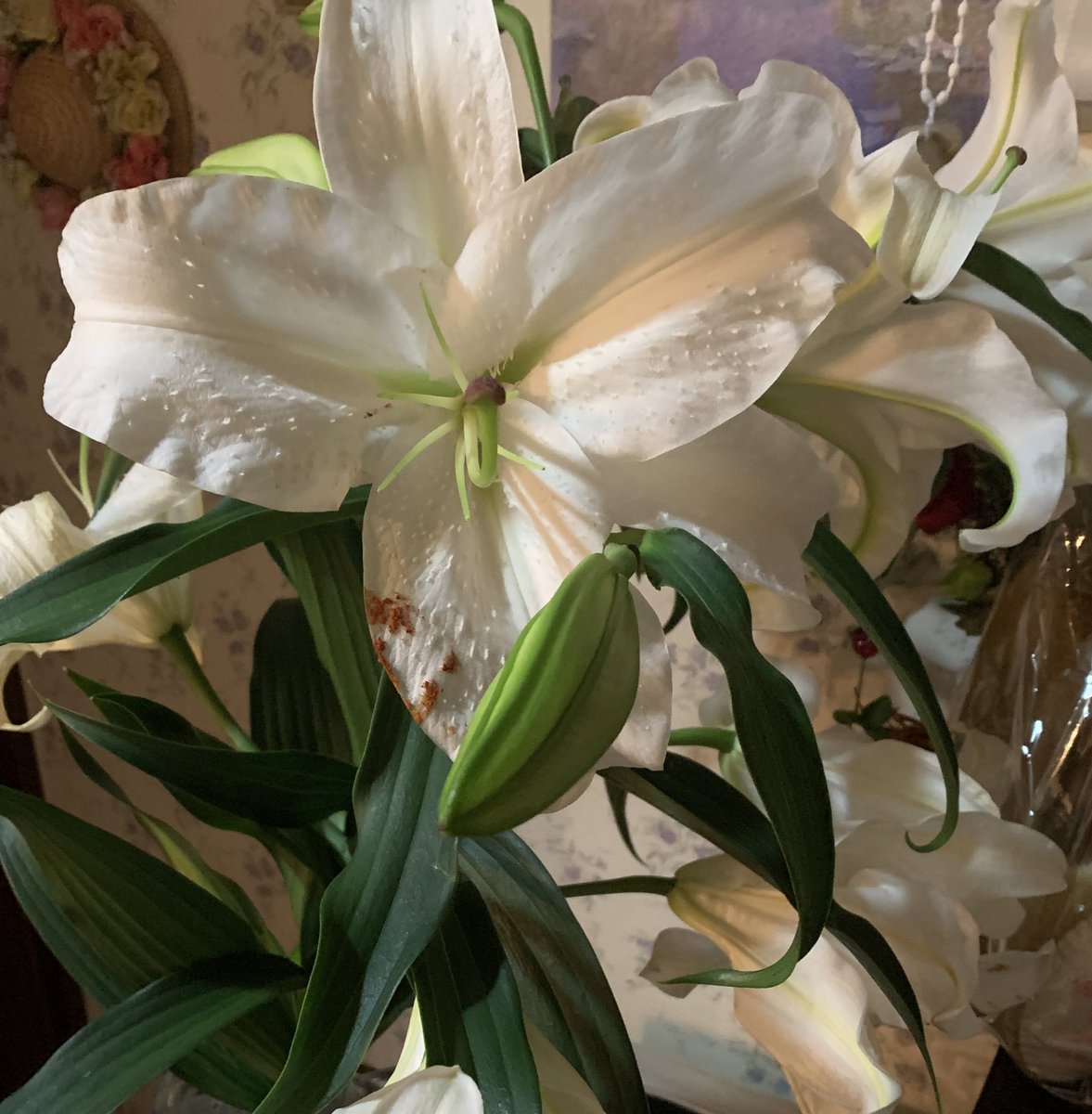 すら犬 モチーフに百合入れたのはお家に咲いていた百合が可愛かったが9割くらいの理由 赤い靴関係ない あとなんか清い意味がありそう 適当