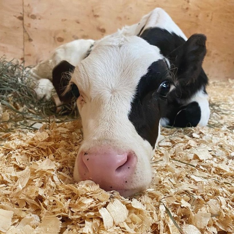 CowoftheDay1's tweet photo. 📅 25th March 2021
🐮 Owen
🏷️ Instagram/safehavenfarmsanctuary
💕 #animaloftheday https://t.co/yqr1O07KPW