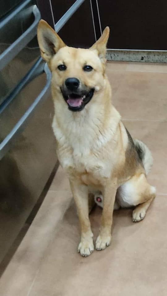 yaracalcagno's tweet photo. Por favor si alguien lo ve avisen. Se salió de la casa está mañana. En las adyacencias del edificio Silvia por el pueblo . No tiene collar y en manzo.  04244238174. Si me pueden ayudar a difundir . San Antonio de los Altos https://t.co/BYYRw0sr1m