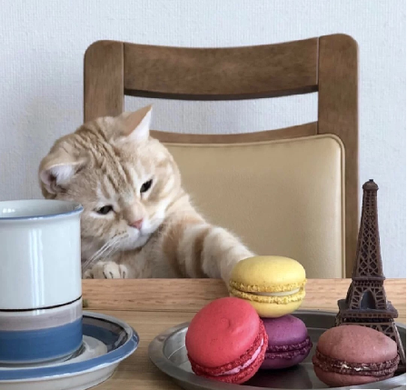 BallaGladstone's tweet photo. Afternoon tea from a cat

#cat #cutedog #doglife #confidence #cute #pet #cutepet #funny https://t.co/co1mfQzQpB
