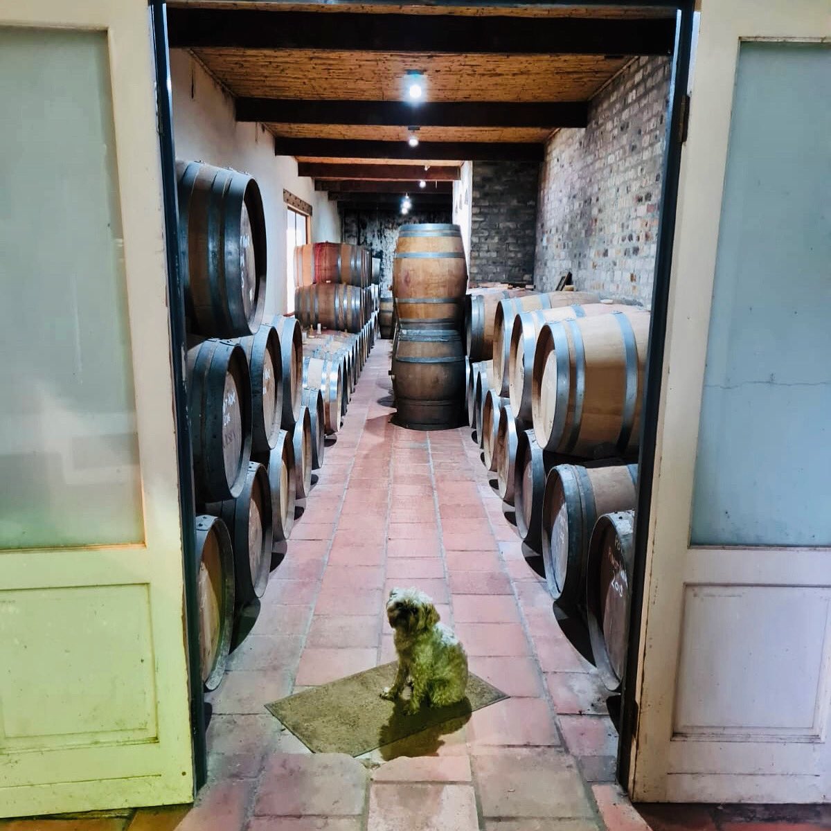 Our barrel cellar is being closely guarded by the loyal Diego. 

#diegostyle #wine #barrels #barrelcellar #experienceelgin #harvest2021 #slaintefromhighlandsroad