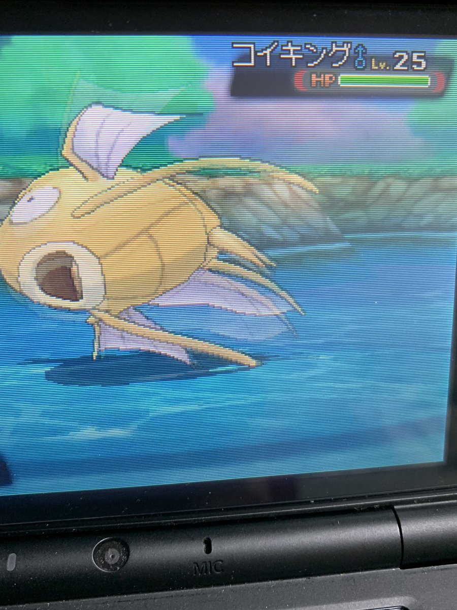 ジョンスミス 今日も今日とてバトルから逃げてオメガルビーで釣り糸を垂らすスタイル メノクラゲ狙いだったんですけど確率的にこの子が来ちゃいますよねー 色違いコイキング 元気に跳ね回るもんだから写真がブレるブレる 笑 40連鎖ぐらいでした 釣り