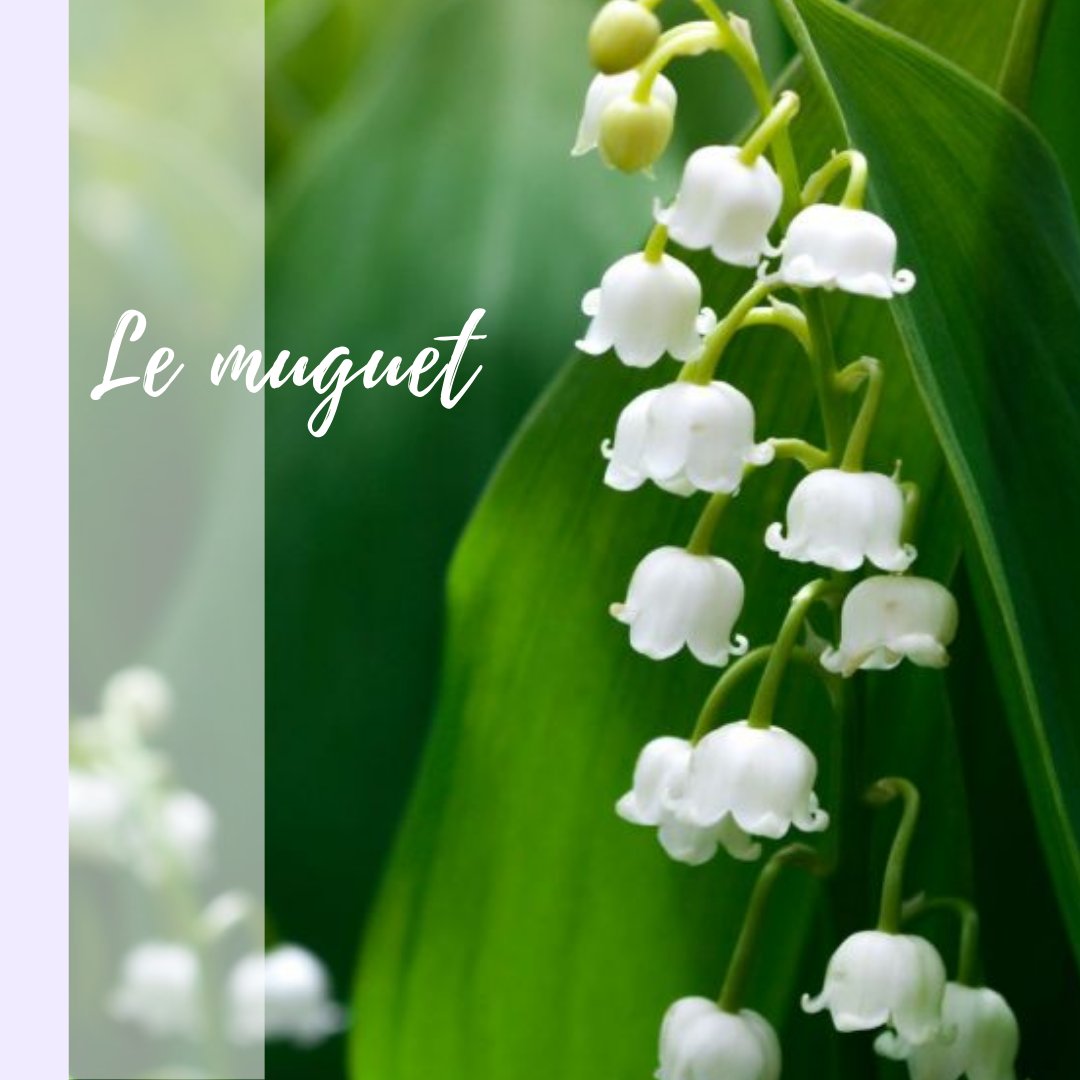 w2YDAvid's tweet photo. 10 mots : #Fragrance - en atelier culturel pour demain #slff #slff21 pour @afhongkong #FLE #francophonie https://t.co/aZCKGiLCuO