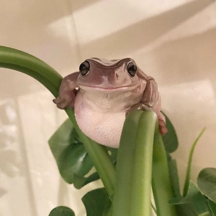 Frog of the Day 🐸 tweet media