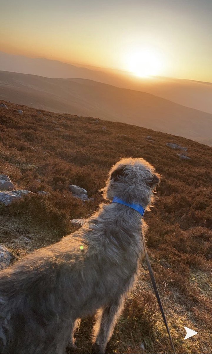 hotelminella's tweet photo. Rocco admiring an amazing #tipperarysunset #StPatricksDay #tipperary @stillireland #FillYourHeartWithIreland https://t.co/ssAxCbbYIr
