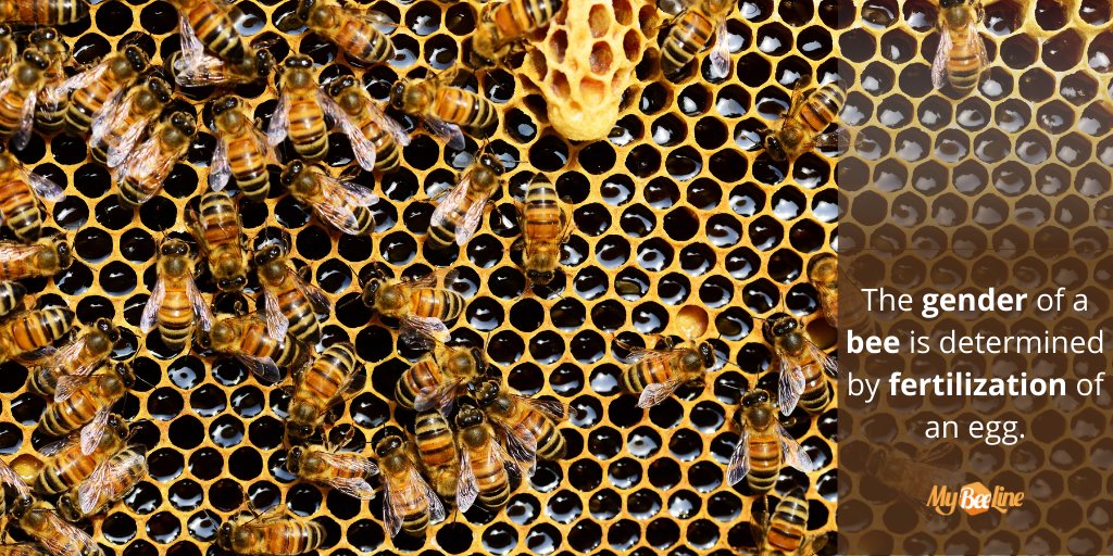 MyBeeLineCo's tweet photo. The gender of a bee is determined by the fertilization of an egg, and the decision of whether to fertilize an egg depends on several factors. Check them out on https://t.co/ZuM9q8yYx5.
#bees #honeybee #dronebee #queenbee #beehive #beekeeping #beekeepingindustry https://t.co/HEcZjjopBS