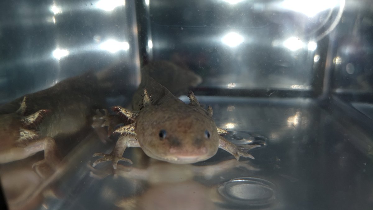 マッチャン 新しい家族が増えました カラーが特徴的で１日悩んで飼いました ウーパールーパー