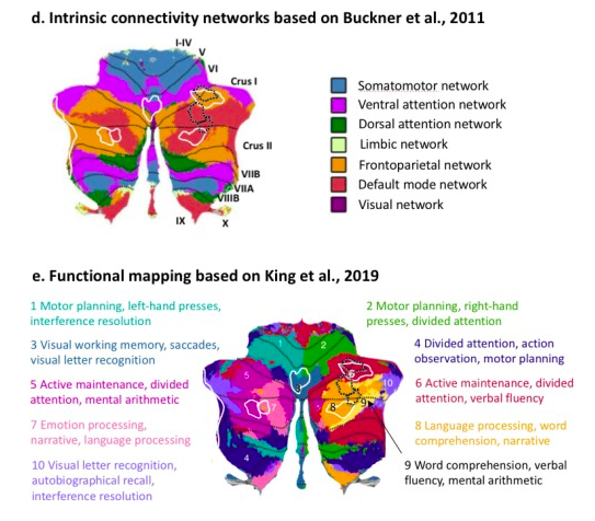 HGellersen's tweet photo. New paper out now in Neuroimage: Clinical. We show differential patterns of cerebellar grey matter loss in Alzheimer's disease and healthy aging and characterise the cognitive profile of affected regions using three functional maps of the cerebellum. https://t.co/Ic7bQPr4yv https://t.co/WC8ju7Vpum