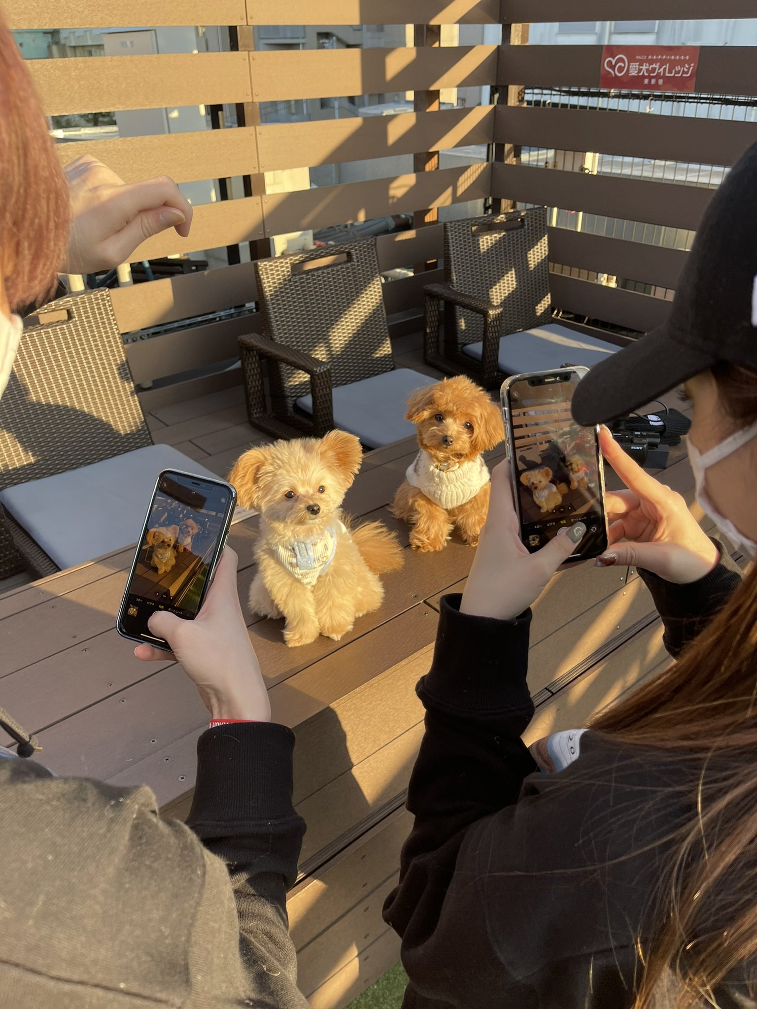 ぴぐもん じゅっくんちくわあやべあ ピグプー ピグモン プードルのmix犬 T Co Ndz6aotbik Twitter