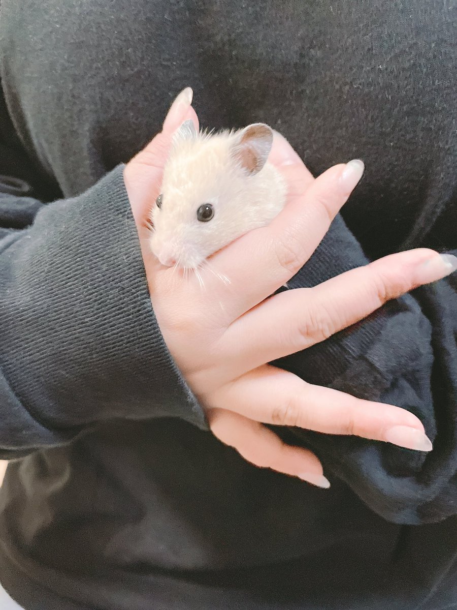 AIownerF's tweet photo. 友達の家におじゃましてきた

ハムちゃん 可愛い〜(ˊo̴̶̷̤  ̫ o̴̶̷̤ˋ)

つぶらな瞳
初めて 触ったんだけど
もふもふしてて めろめろです(笑) https://t.co/wdFzmgtPSm