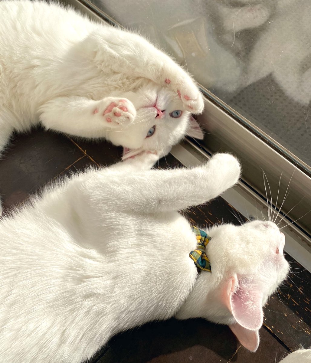 Pu 白猫三兄弟 仲良く光合成しとるのかと思いきや 地味にバトっておったわ まこも 目つぶしは反則やでー D シマホネコダスケ 猫をtlに流しちゃおう Cat Cats 猫写真 もふもふ 猫部 猫のいる暮らし 猫好きさんと繋がりたい