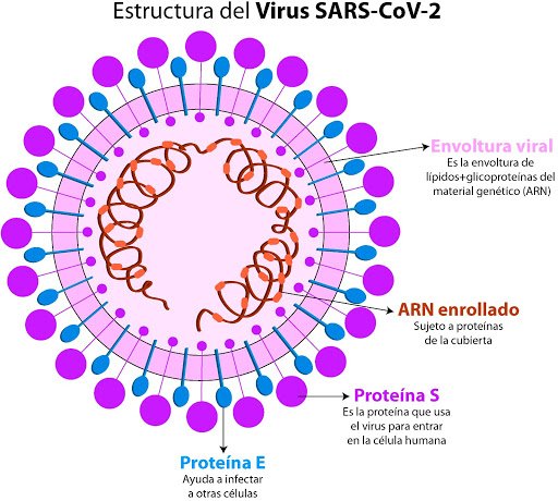 Рнк sars cov 2. Строение вируса SARS-cov-2. Структура SARS-cov-2. Структура вируса SARS. Антигенная структура SARC cov 2.