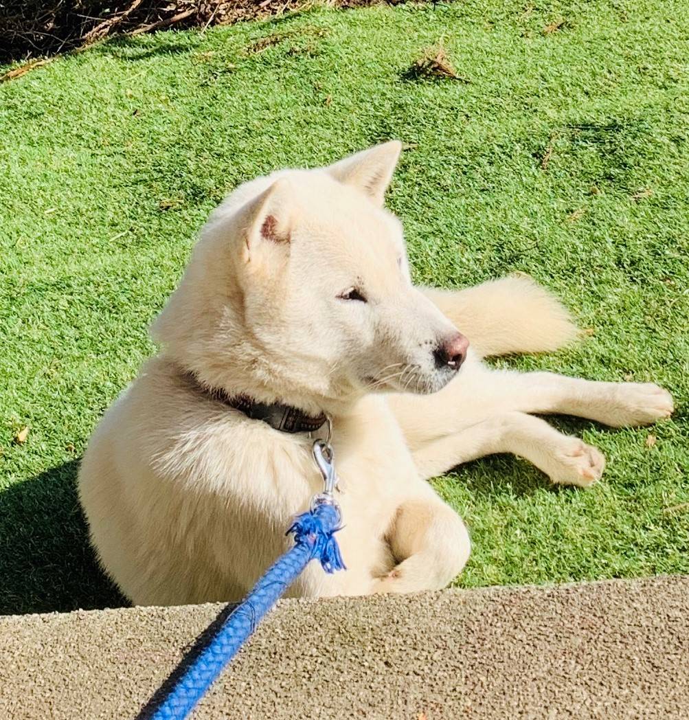 紀州犬里親募集 Twitter Search Twitter