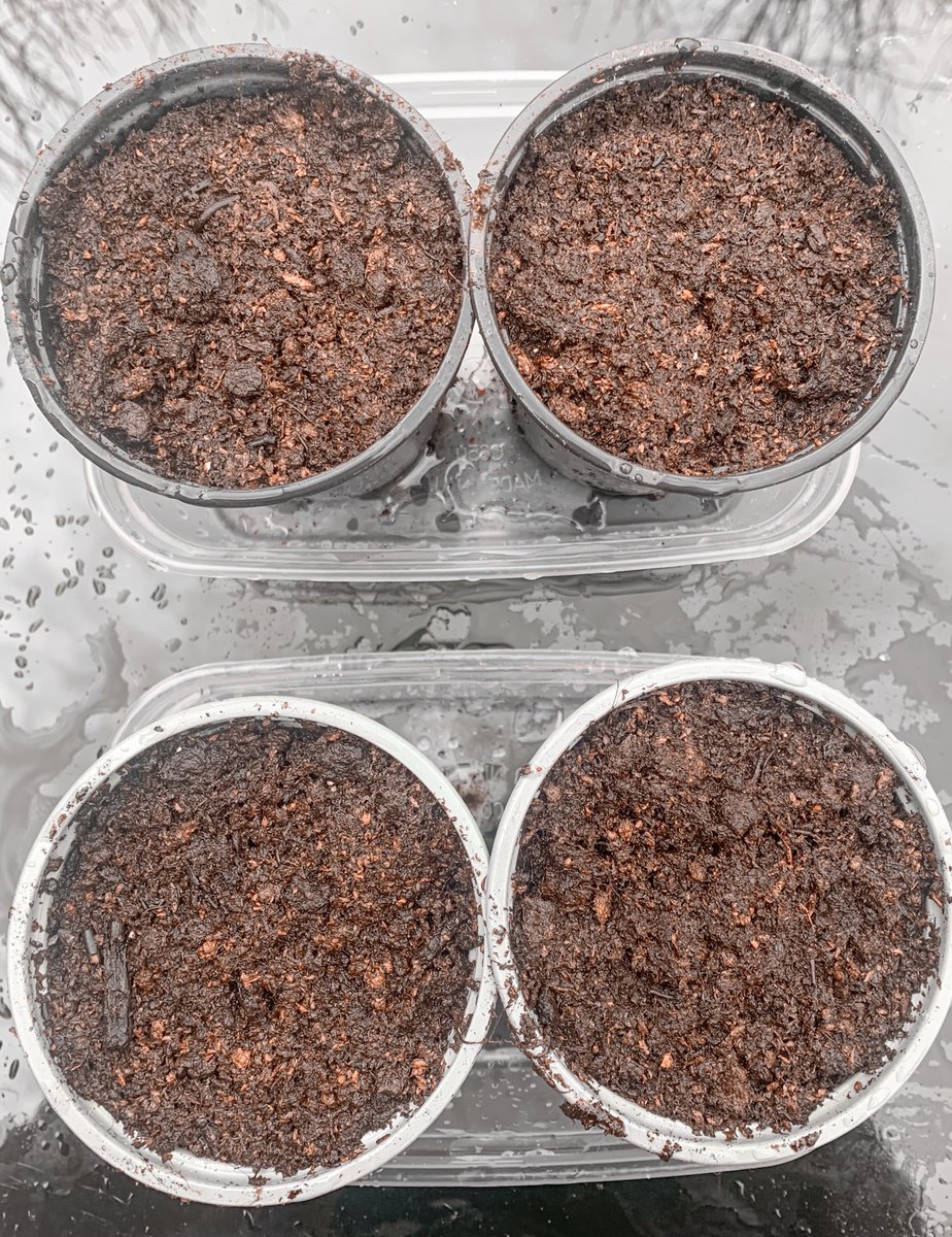 MissAMathias's tweet photo. My last assignment had me thinking about how as an adult, I don’t appreciate the outdoors as much as I used to, so I got myself some pepper and chilli seeds and spent the afternoon potting them! Can’t wait to see how they grow 🪴 #StudentTeacher #CardiffMet https://t.co/BeNhdioFTj