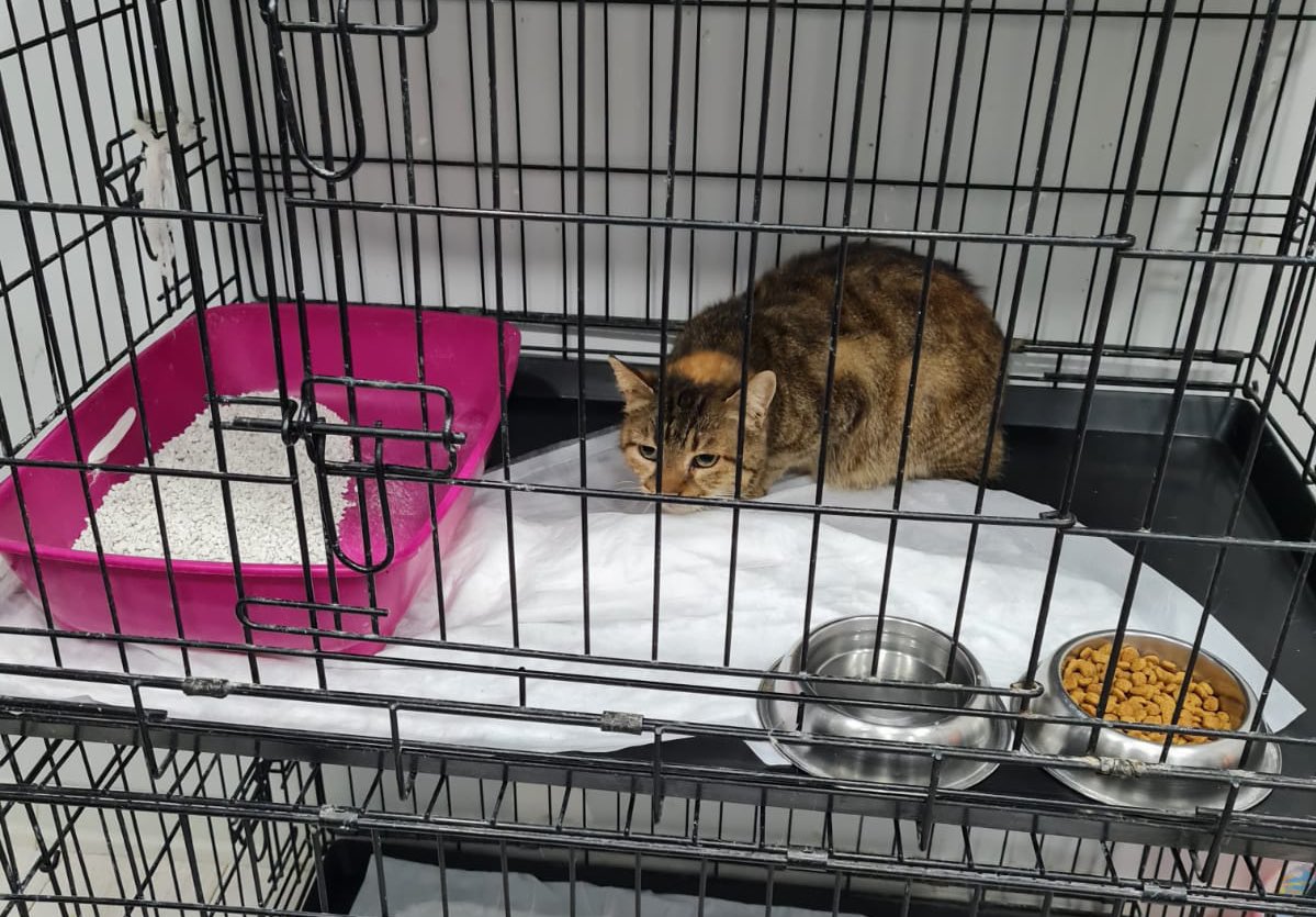 awfcats's tweet photo. Meet Soleil from #awfcats 🐱 We identify her from the sunshine patch on her head ☀️ Soleil was captured recently to be spayed. Our vet will boost her immune system first to make sure she can go through the operation safely. #RescuedCat https://t.co/5XEg0WVhDd