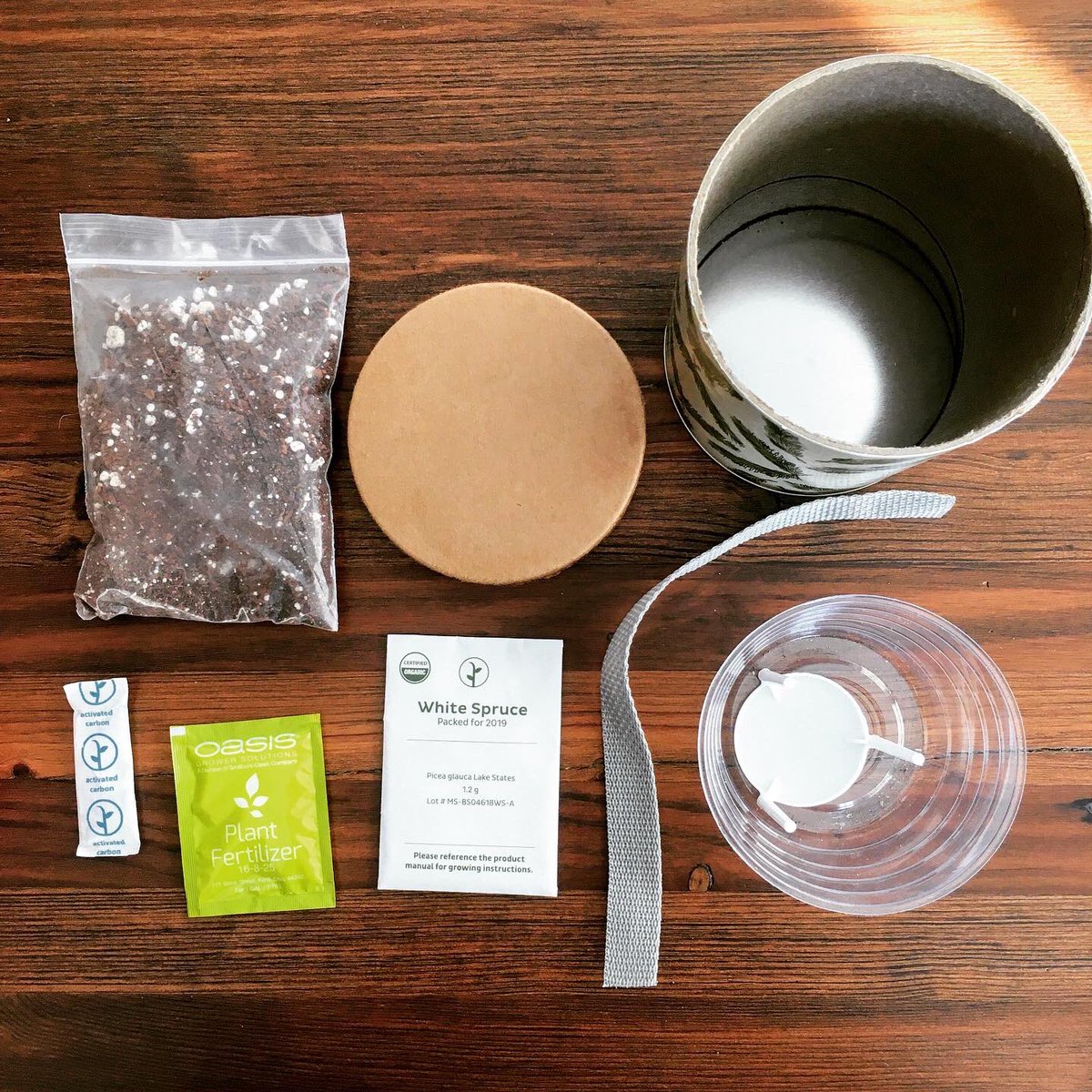 LibraryNTA's tweet photo. Step out of the way, Taylor Swift, I’m growing my own Christmas tree farm. 🌲🌲🌲I’m following my own advice to #MakeSomethingNew #PlantSeeds #GrowHopeful https://t.co/dNhNMmQWjO