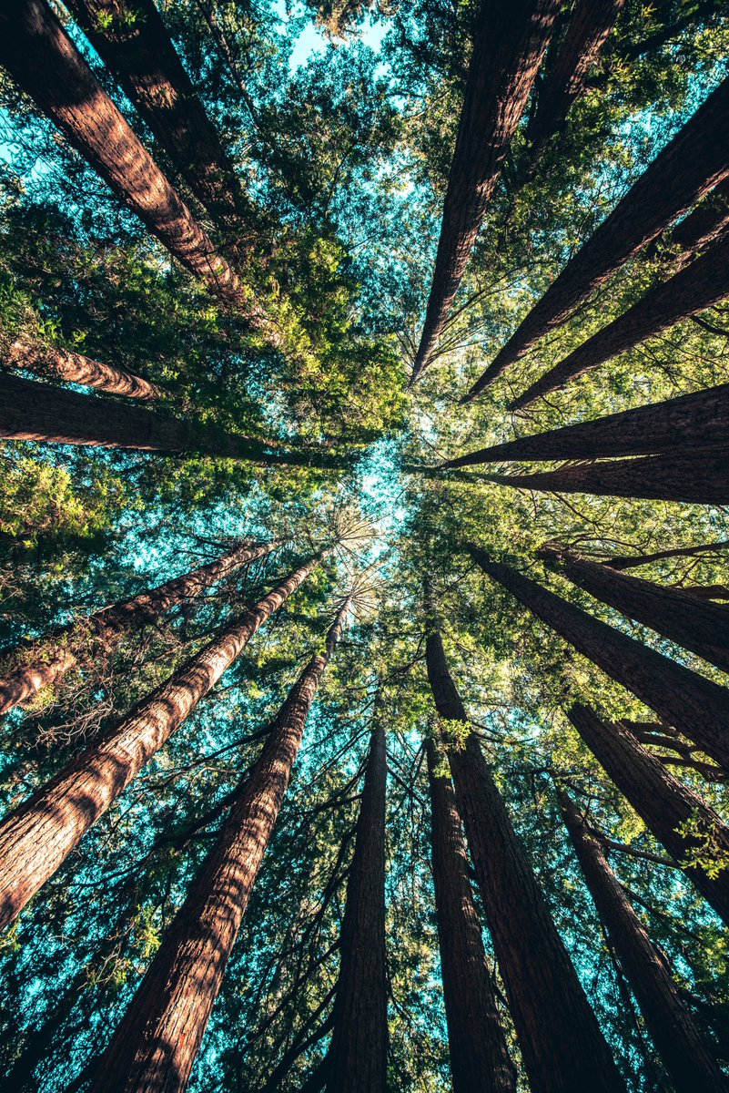 #Blockchain Startup TreeCoin Plans to Plant 37 Million Trees The company has launched a hybrid token offering to purchase fallow land to plant a total of 37 million trees—starting with 10 million Eucalyptus trees in Paraguay globalshakers.com/blockchain-sta… #sustainability #cryptocurrency