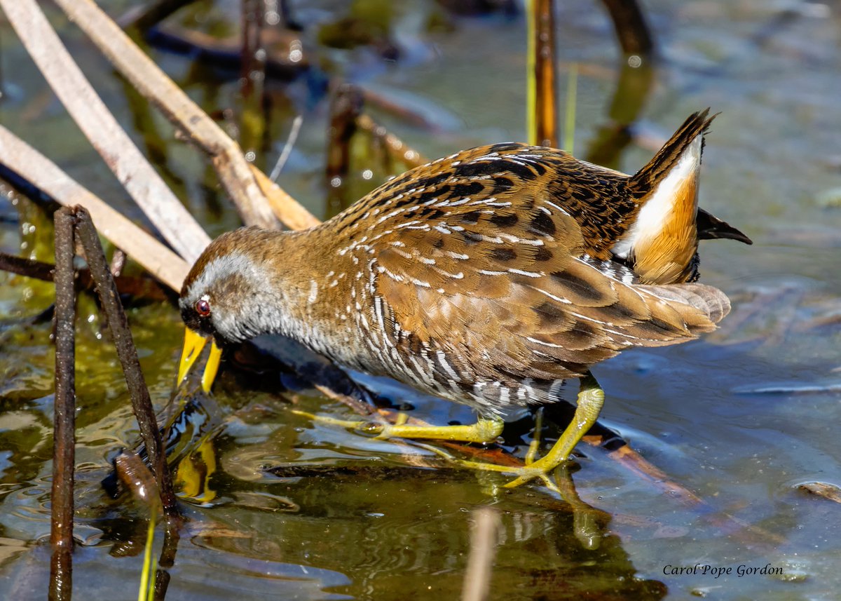carolpopegordon's tweet image. It's cold and raining this morning.  🥶🌧️At least it will help fill up the neighborhood retention pond before the Sora hopefully arrives again in April. Picture from last year. #Illinois #notspringyet #birds #birdphotography  #NaturePhotography
