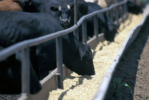 Hedging crops like corn and soybeans is a common practice, but do #livestock producers take advantage of the opportunities #hedging cattle? We discuss the pros and cons and what one long-term study says are the key takeaways. bit.ly/FTC134

[Photo: <a href="/kstateagecon/">K-State Ag Economics</a> ]