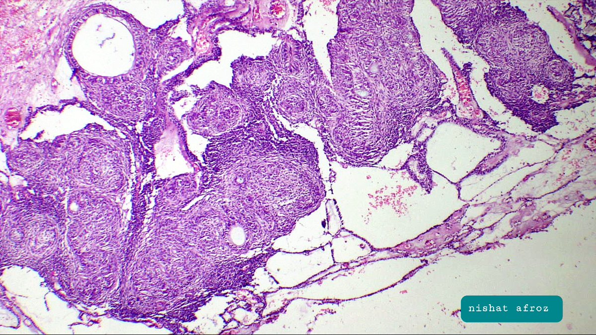 Nishat Afroz MD tweet media