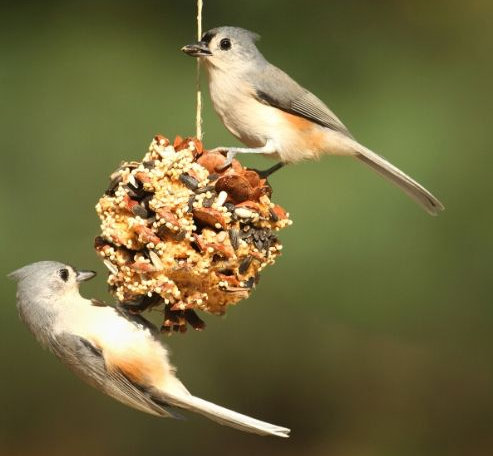 March 25 • Thursday
Take &amp; Make Craft: Bird Feeders
This craft has gone to the birds!!  Kits include supplies to make a pinecone birdseed feeder and a Cheerios pipe cleaner bird feeder. Kits will be available through curbside pick up 10-7,while supplies last. Ages 4 &amp; up.