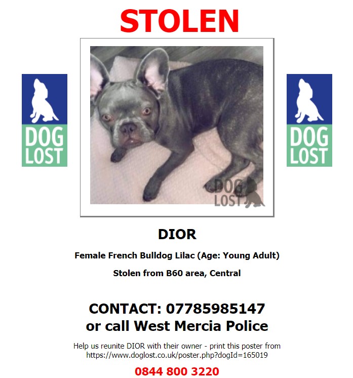 AlanDaffern's tweet photo. ***#Dior***
#microchiped female lilac #FrenchBulldog
1 year old, short smooth coat, partially docked
#Stolen: 04/03/2021
Area: #Bromsgrove #Worcestershire #B60
Contact: 07785-985-147 with any information
https://t.co/F9BSbpJlmh - #checkthatchip https://t.co/gO8Cg45GNt