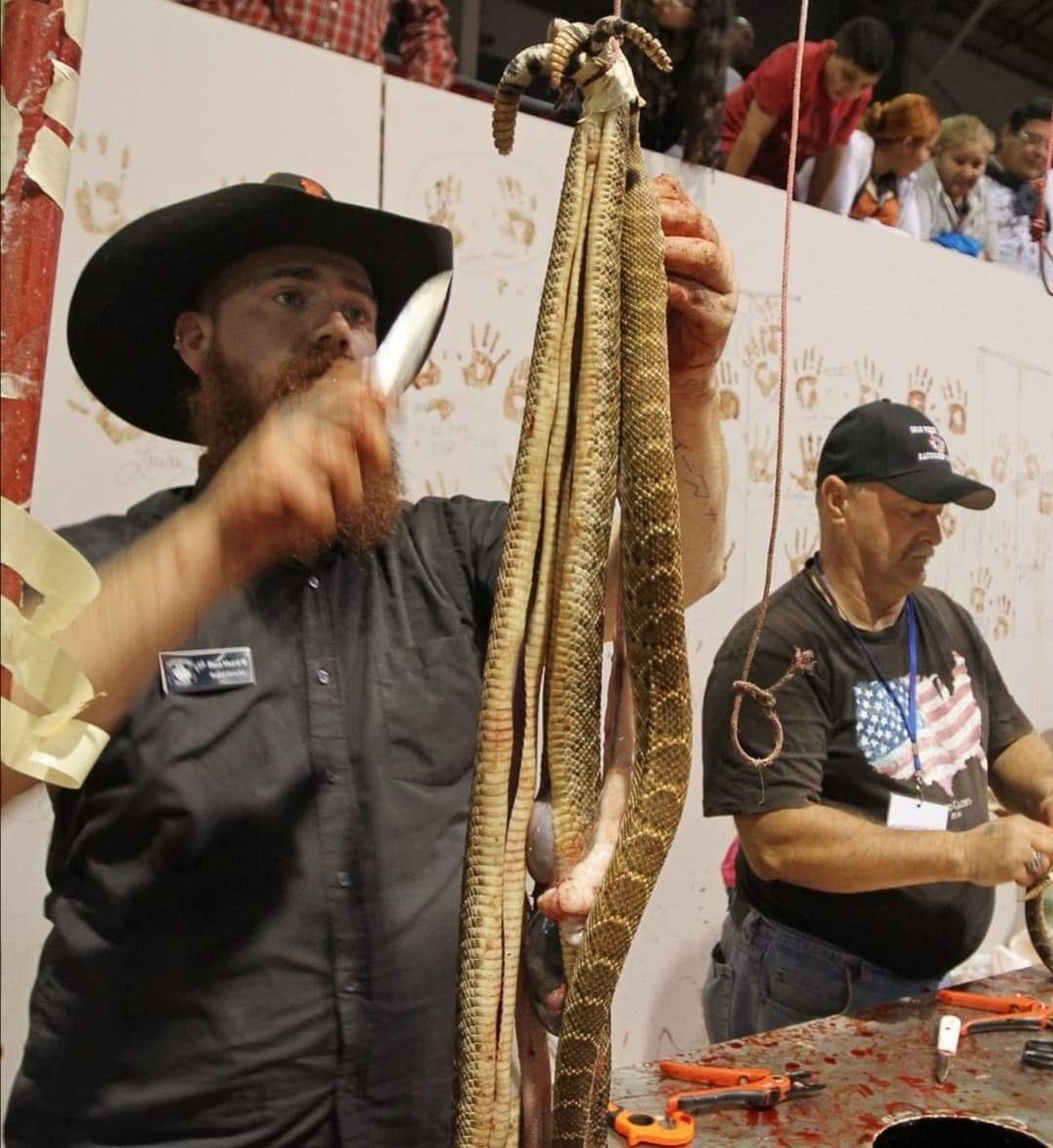 XposeTrophyHunt's tweet photo. Sweetwater Texas holds a rattlesnake round up, where tens of thousands of the snakes have gasoline poured into their dens to suffocate them out. What’s done next you can read about 👇🏼but it’s sick, brutal &amp; revolting. Done to prevent snake bites, so does walking with a stick.🤬🤢 https://t.co/G4iwjkTgr1