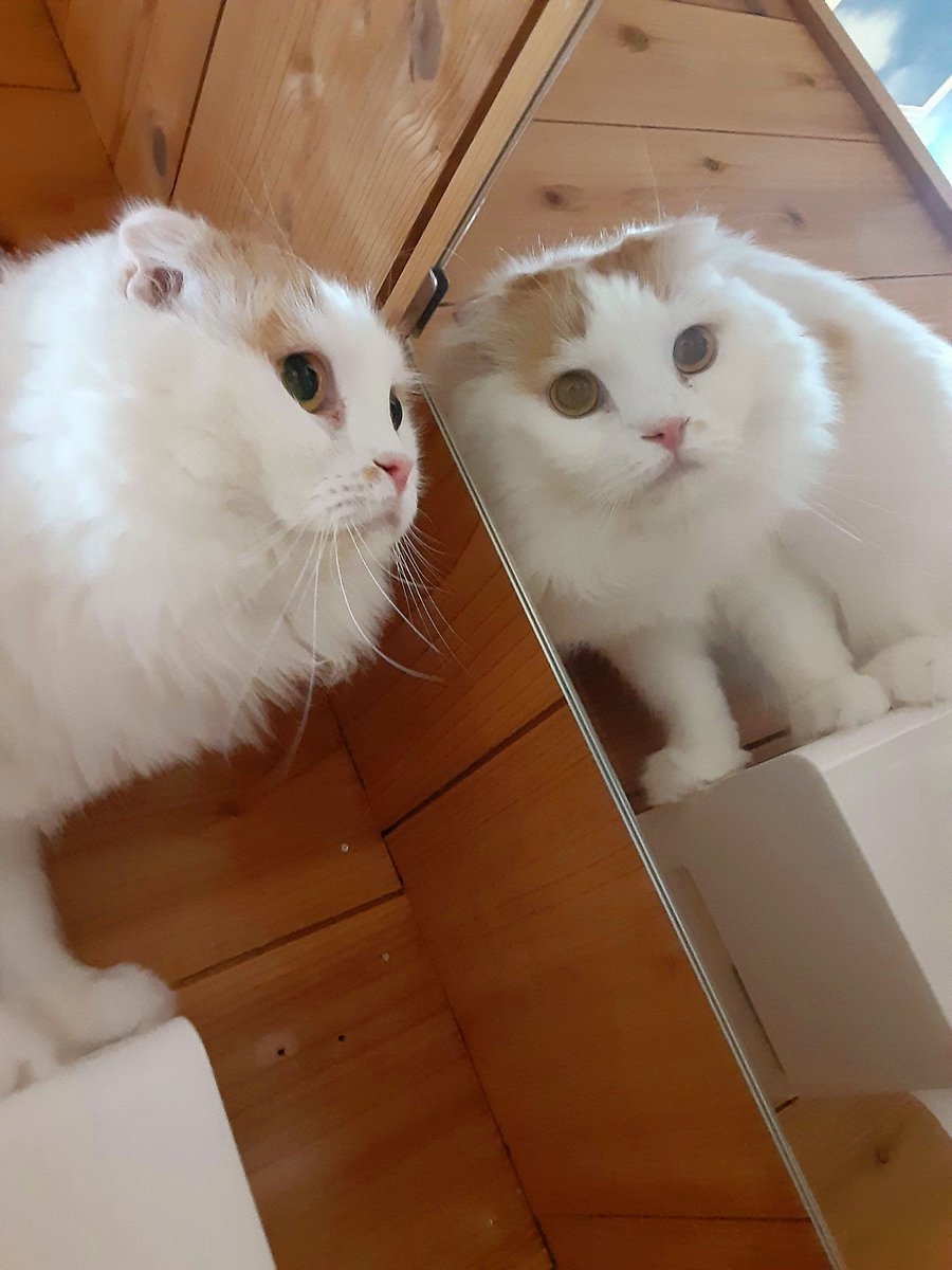 猫カフェちぐら Posts Matches Places Events And More Enjoy Edayfm 猫カフェちぐら Posts Matches Places Events And More Enjoy Edayfm